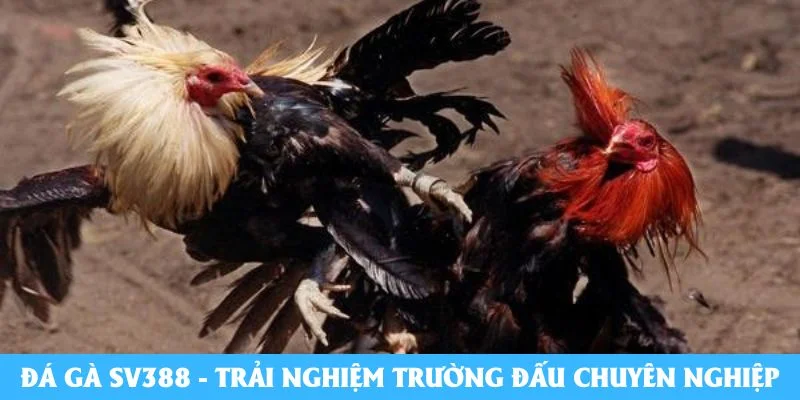 Đá gà SV388