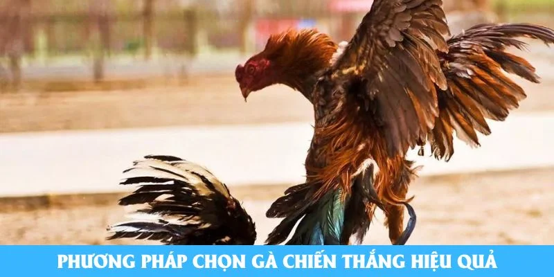 Phương pháp chọn gà chiến thắng hiệu quả
