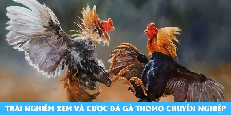 Trải nghiệm xem và cược đá gà Thomo chuyên nghiệp